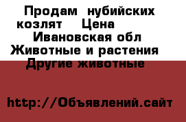 Продам  нубийских козлят  › Цена ­ 3 000 - Ивановская обл. Животные и растения » Другие животные   